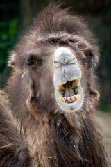 close-up funny portrait of the face of a camel