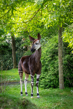 an okapi forest girrafe standing in the forest eating leaves