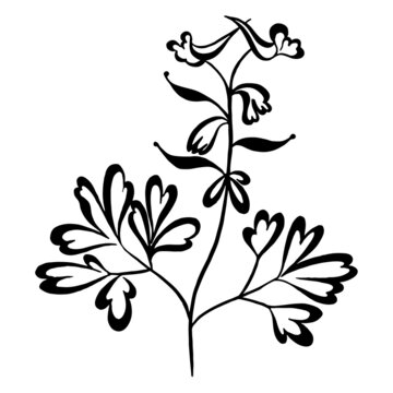 Forest flowers abstract drawing. Silhouette black and white drawing of leaves and flowers. Linear drawing. Herbs leaves vector image.