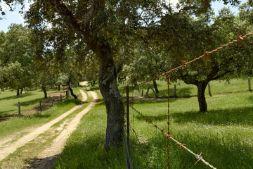 Camino de dehesa vallado