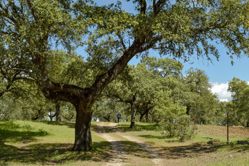 Senderista en ruta de senderismo