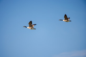 A pair of ducks fly together against a bright blue sky