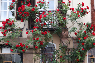 Fototapeta na wymiar Balkon, Schmiedeeisen, Fasade, Rosen, Kletterrosen, Blüten, rot, Schloss, Märchen, Rosenblüten, Blumen