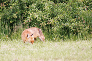 A wild male fox searches for food but keeps his eyes open for danger