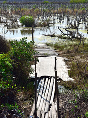 Trunks of dead birches without leaves stand in the swamp with wooden bridge foreground