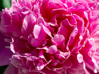 Pink peony petals create a lush texture. Peony close-up, illuminated by the sun. Floral background of petals.