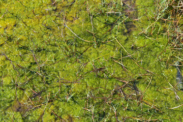 Close up of algae blooming in the pond, Nature background