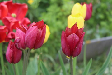 red tulips
