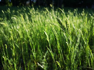 Beautiful ears of corn are green in the sunlight. The concept of a rich harvest of cereals, spring-summer season of agro-crops. Wheat, oats, barley, rye young shoots.