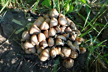 mushrooms in the forest