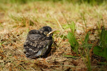 Baby Robin bird found on the ground