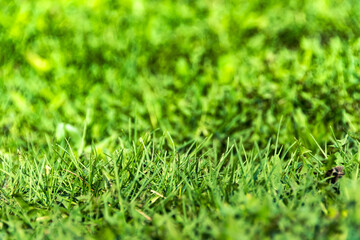 Green grass and leaves as background. Structure of plants and stems. Symbol summer plant, eco natural, growth.