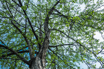 Green branches of tree opposite blue sky. Summer season, clear sunny weather