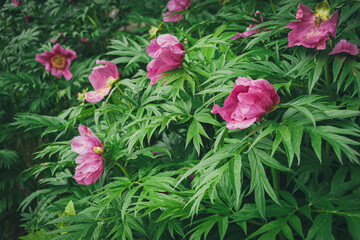 Paeonia anomala with pink petals and yellow stamens among green leaves. Flowering of peonies in summer garden. Wild flowers for making bouquets