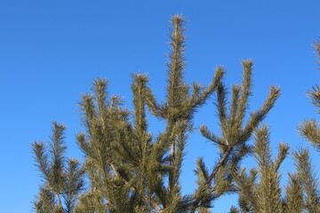 pine tree branches