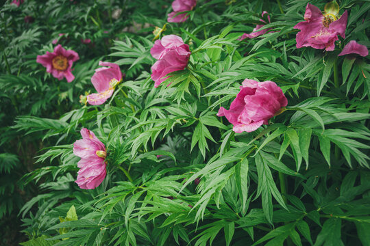Paeonia anomala with pink petals and yellow stamens among green leaves. Flowering of peonies in summer garden. Wild flowers for making bouquets