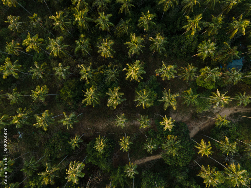 Wall mural Aerial view of palmtree tree tops in Phuket, Thailand