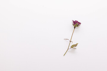 バラの花
