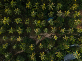 Aerial view of palmtree tree tops in Phuket, Thailand