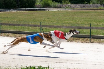 Two beautiful greyhounds participating in a race in Chatillon la palud, France