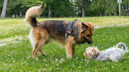 Adorable game, in the middle of the meadow, between a young long-haired German shepherd and a young gray and blond yorkshire terrier