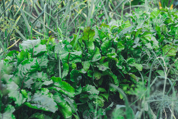 Green beet leaves with purple veins grow on bed. Preparation of harvest in garden. Spring stage of plant development. Ingredient for vegetarian salad