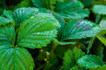 Green strawberry leaves in sunny garden. Growing berries on bed. Ecofarm for production of...