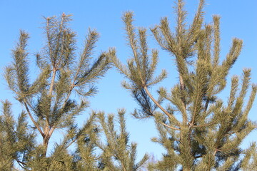 Naklejka premium Pine tree