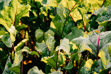 Green beet leaves with purple veins grow on bed. Preparation of harvest in garden. Spring stage of plant development. Ingredient for vegetarian salad