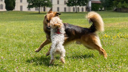 Adorable game, in the middle of the meadow, between a young long-haired German shepherd and a young...