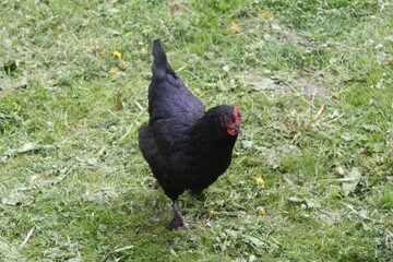 chicken