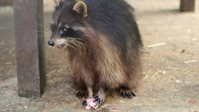 A hungry raccoon eats a chicken head.