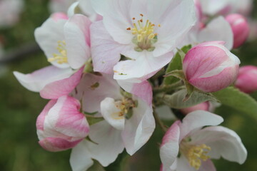 Apple tree. Blossom.