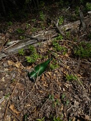 green moss on the ground