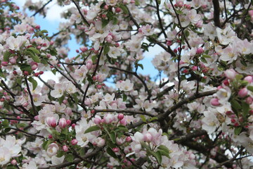 In the apple orchard