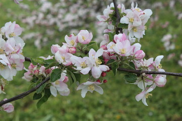 Apple blossom