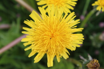 Dandelion