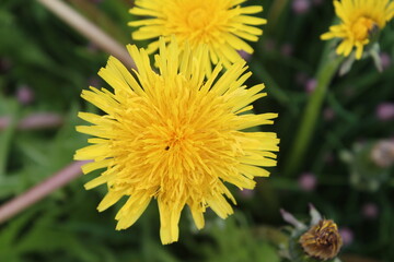Dandelion