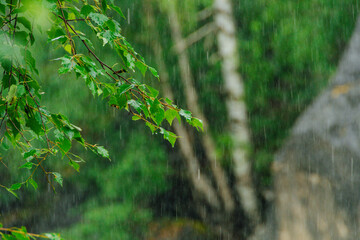 Jets of rain in birch wood on sunny forest, drops on branch. Freshness after hot day. White tree trunks in bokeh. Free space for text.
