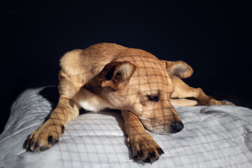 A caged mixed-breed dog lying down sadly on a white blanket in the dark with shadows of cage on the fur  © Marta Nogueira