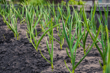 Garlic is grown on bed. Fresh green vegetable leaves on farm. Cultivate for healthy diet. Harvest for vegetarian dishes