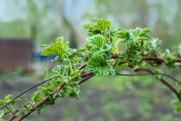 Branch of raspberry bush with fresh green leaves on spring day. Growing plants in garden