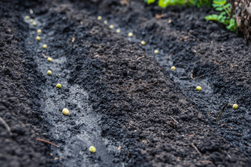Seeds on moist soil of bed. Planting plants in garden. Growing vegetables. Symbol of birth of life. Start of spring work on farm