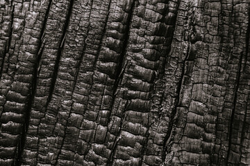 Structure of burnt tree trunk, charred log as background. Consequences of fire, danger of flame in...