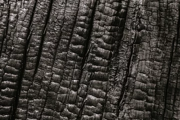 Wandaufkleber Structure of burnt tree trunk, charred log as background. Consequences of fire, danger of flame in forest © Koirill