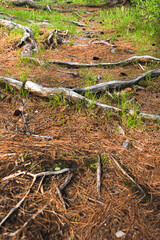 Roots of old tree in autumn forest. Ground is covered with red coniferous needles.