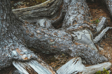 Fototapeta na wymiar Old dry tree roots. Ancient power of life. Pine trunks without bark from wind.