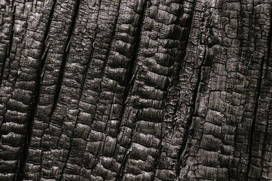 Structure of burnt tree trunk, charred log as background. Consequences of fire, danger of flame in forest