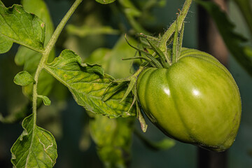 Green tomatoes on branch. Growing on farm. Natural nutrition for vegans. Stage of fruit formation on plant. Care of vegetable crops in greenhouse.