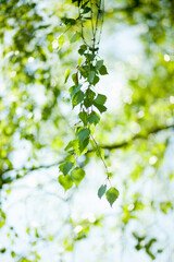 Birch tree leaves nature background